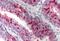 XIAP Associated Factor 1 antibody, MBS240297, MyBioSource, Immunohistochemistry frozen image 