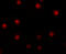 NEDD4 Binding Protein 1 antibody, 6175, ProSci Inc, Immunofluorescence image 