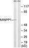 Multiple Inositol-Polyphosphate Phosphatase 1 antibody, TA312927, Origene, Western Blot image 