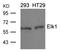 ETS domain-containing protein Elk-1 antibody, A01426, Boster Biological Technology, Western Blot image 