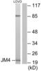PRA1 family protein 2 antibody, LS-B8388, Lifespan Biosciences, Western Blot image 