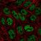 Zinc Finger Protein 45 antibody, HPA075124, Atlas Antibodies, Immunocytochemistry image 