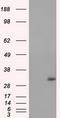 Nitrilase Family Member 2 antibody, TA501098S, Origene, Western Blot image 