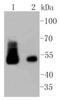Desmin antibody, NBP2-67407, Novus Biologicals, Western Blot image 