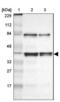 Heterogeneous Nuclear Ribonucleoprotein D antibody, NBP1-88915, Novus Biologicals, Western Blot image 