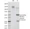 Cd78 antibody, 33-831, ProSci, Western Blot image 