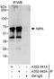 Zinc Finger C3HC-Type Containing 1 antibody, A302-941A, Bethyl Labs, Immunoprecipitation image 