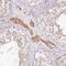 Cytochrome c oxidase subunit 6B2 antibody, FNab01905, FineTest, Immunohistochemistry frozen image 