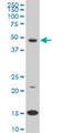 Pre-B-cell leukemia transcription factor 3 antibody, H00005090-M02, Novus Biologicals, Western Blot image 