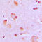 Centrosomal Protein 57 antibody, LS-C353191, Lifespan Biosciences, Immunohistochemistry paraffin image 