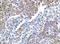 Atypical Chemokine Receptor 4 antibody, NB100-705, Novus Biologicals, Immunohistochemistry paraffin image 
