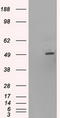HNF-6 antibody, TA500196S, Origene, Western Blot image 