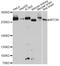 Mechanistic Target Of Rapamycin Kinase antibody, A2445, ABclonal Technology, Western Blot image 