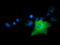 Rho GTPase Activating Protein 25 antibody, TA501683, Origene, Immunofluorescence image 
