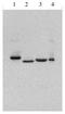 CD19 antibody, orb107679, Biorbyt, Western Blot image 