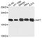 Nucleolar Pre-RRNA Processing Protein NIP7 antibody, abx003577, Abbexa, Western Blot image 