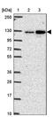 Cingulin-like protein 1 antibody, PA5-63366, Invitrogen Antibodies, Western Blot image 