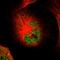 26S protease regulatory subunit 6A antibody, HPA006065, Atlas Antibodies, Immunofluorescence image 