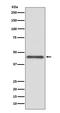 Major Histocompatibility Complex, Class I, G antibody, M01235, Boster Biological Technology, Western Blot image 