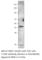 c-Myc antibody, cMyc-101AP, FabGennix, Western Blot image 