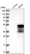Ermin antibody, PA5-58327, Invitrogen Antibodies, Western Blot image 