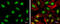 Cohesin subunit SA-2 antibody, GTX129876, GeneTex, Immunofluorescence image 
