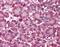 Neuronal PAS Domain Protein 3 antibody, orb86732, Biorbyt, Immunohistochemistry paraffin image 