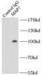 Microtubule Associated Protein 7 antibody, FNab04985, FineTest, Immunoprecipitation image 