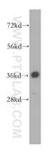 Ribosome Production Factor 2 Homolog antibody, 17584-1-AP, Proteintech Group, Western Blot image 