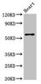 Solute Carrier Family 7 Member 6 antibody, orb400336, Biorbyt, Western Blot image 