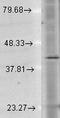 Rhodopsin antibody, TA309470, Origene, Western Blot image 