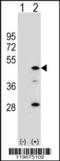 Arylacetamide Deacetylase antibody, 62-478, ProSci, Western Blot image 