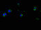 Major Histocompatibility Complex, Class II, DP Alpha 1 antibody, LS-B13003, Lifespan Biosciences, Immunofluorescence image 