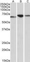 Protein disulfide-isomerase A2 antibody, TA348975, Origene, Western Blot image 