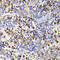 Ubiquitin Associated And SH3 Domain Containing B antibody, 22-735, ProSci, Immunohistochemistry frozen image 
