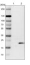Diablo IAP-Binding Mitochondrial Protein antibody, NBP1-84262, Novus Biologicals, Western Blot image 