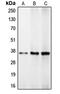 CCAAT Enhancer Binding Protein Beta antibody, MBS821347, MyBioSource, Western Blot image 