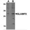 SLAM family member 9 antibody, MBS151053, MyBioSource, Western Blot image 
