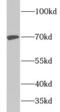 TNF Receptor Associated Factor 3 antibody, FNab08917, FineTest, Western Blot image 