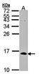 Cell Division Cycle 26 antibody, orb69875, Biorbyt, Western Blot image 