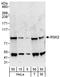 Ribosomal Protein S6 Kinase A3 antibody, A302-460A, Bethyl Labs, Western Blot image 