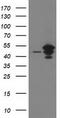 ADP-ribosylation factor GTPase-activating protein 1 antibody, TA502592, Origene, Western Blot image 