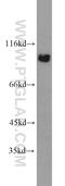 Vav Guanine Nucleotide Exchange Factor 2 antibody, 21924-1-AP, Proteintech Group, Western Blot image 