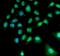 Ubiquitin-protein ligase E3C antibody, FNab09191, FineTest, Immunofluorescence image 