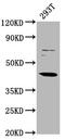 LIM Homeobox 3 antibody, LS-C680765, Lifespan Biosciences, Western Blot image 