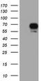 Ribosomal Protein S6 Kinase B1 antibody, TA502929S, Origene, Western Blot image 
