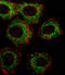 Fatty acid desaturase 2 antibody, LS-C165916, Lifespan Biosciences, Immunofluorescence image 