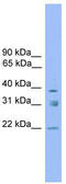 Ring Finger Protein 167 antibody, TA329855, Origene, Western Blot image 