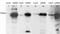Autoimmune Regulator antibody, NB100-40799, Novus Biologicals, Western Blot image 