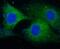 Synuclein Alpha antibody, FNab00345, FineTest, Immunofluorescence image 